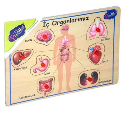 Ahşap Tutmalı Organlar