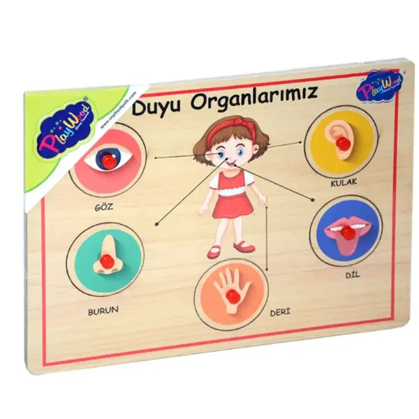 Ahşap Tutmalı Organlar